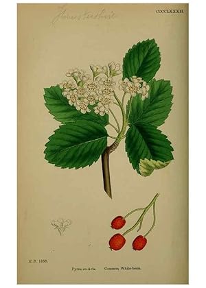 Imagen del vendedor de Reproduccin/Reproduction 48717295071: English botany, or, Coloured figures of British plants /. London :R. Hardwicke,1863-1886. a la venta por EL BOLETIN