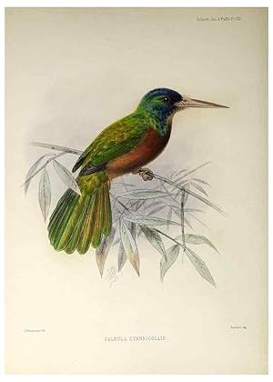 Seller image for Reproduccin/Reproduction 48706975332: A monograph of the jacamars and puff-birds, or families Galbulid and Bucconid. London,Published for the author by R.H. Porter [etc.,1882]. for sale by EL BOLETIN