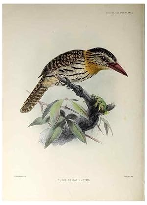 Seller image for Reproduccin/Reproduction 48706484563: A monograph of the jacamars and puff-birds, or families Galbulid and Bucconid. London,Published for the author by R.H. Porter [etc.,1882]. for sale by EL BOLETIN