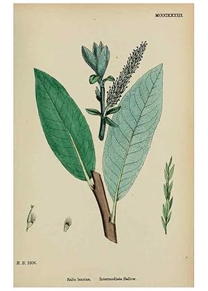 Imagen del vendedor de Reproduccin/Reproduction 48753628838: English botany, or, Coloured figures of British plants /. London :R. Hardwicke,1863-1886. a la venta por EL BOLETIN