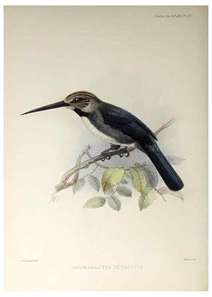 Seller image for Reproduccin/Reproduction 48706477643: A monograph of the jacamars and puff-birds, or families Galbulid and Bucconid. London,Published for the author by R.H. Porter [etc.,1882]. for sale by EL BOLETIN