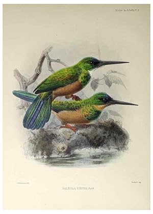 Seller image for Reproduccin/Reproduction 48706472663: A monograph of the jacamars and puff-birds, or families Galbulid and Bucconid. London,Published for the author by R.H. Porter [etc.,1882]. for sale by EL BOLETIN