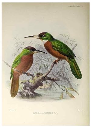 Seller image for Reproduccin/Reproduction 48706808286: A monograph of the jacamars and puff-birds, or families Galbulid and Bucconid. London,Published for the author by R.H. Porter [etc.,1882]. for sale by EL BOLETIN