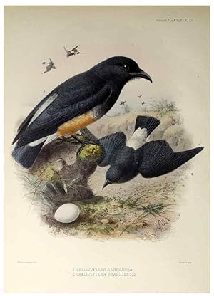 Seller image for Reproduccin/Reproduction 48706994507: A monograph of the jacamars and puff-birds, or families Galbulid and Bucconid. London,Published for the author by R.H. Porter [etc.,1882]. for sale by EL BOLETIN