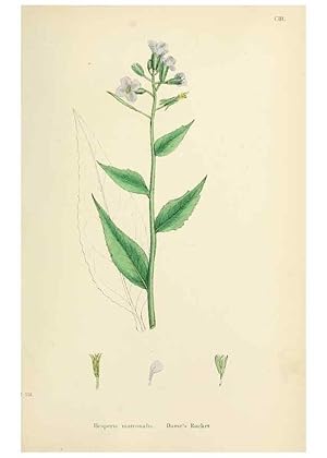 Bild des Verkufers fr Reproduccin/Reproduction 48716833238: English botany, or, Coloured figures of British plants /. London :R. Hardwicke,1863-1886. zum Verkauf von EL BOLETIN