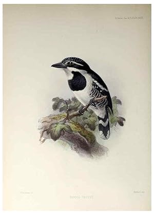 Seller image for Reproduccin/Reproduction 48706982002: A monograph of the jacamars and puff-birds, or families Galbulid and Bucconid. London,Published for the author by R.H. Porter [etc.,1882]. for sale by EL BOLETIN