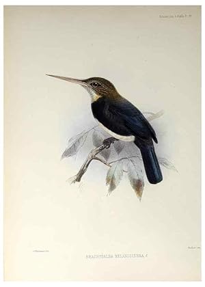 Seller image for Reproduccin/Reproduction 48706477288: A monograph of the jacamars and puff-birds, or families Galbulid and Bucconid. London,Published for the author by R.H. Porter [etc.,1882]. for sale by EL BOLETIN