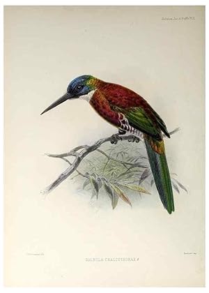 Seller image for Reproduccin/Reproduction 48706475623: A monograph of the jacamars and puff-birds, or families Galbulid and Bucconid. London,Published for the author by R.H. Porter [etc.,1882]. for sale by EL BOLETIN