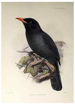 Seller image for Reproduccin/Reproduction 48706994137: A monograph of the jacamars and puff-birds, or families Galbulid and Bucconid. London,Published for the author by R.H. Porter [etc.,1882]. for sale by EL BOLETIN