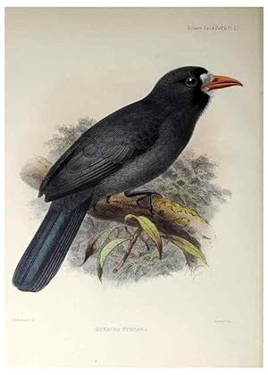 Seller image for Reproduccin/Reproduction 48706992767: A monograph of the jacamars and puff-birds, or families Galbulid and Bucconid. London,Published for the author by R.H. Porter [etc.,1882]. for sale by EL BOLETIN