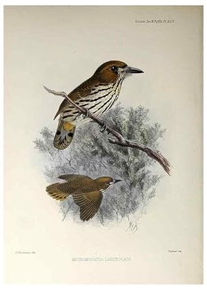 Seller image for Reproduccin/Reproduction 48706488728: A monograph of the jacamars and puff-birds, or families Galbulid and Bucconid. London,Published for the author by R.H. Porter [etc.,1882]. for sale by EL BOLETIN