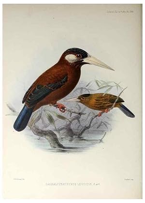 Seller image for Reproduccin/Reproduction 48706978297: A monograph of the jacamars and puff-birds, or families Galbulid and Bucconid. London,Published for the author by R.H. Porter [etc.,1882]. for sale by EL BOLETIN