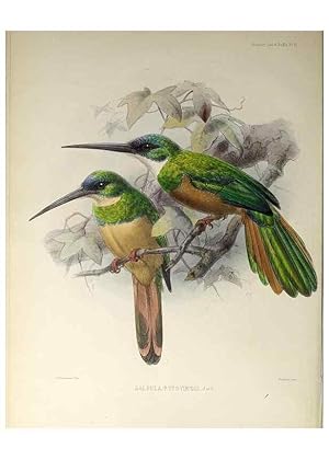 Seller image for Reproduccin/Reproduction 48706472958: A monograph of the jacamars and puff-birds, or families Galbulid and Bucconid. London,Published for the author by R.H. Porter [etc.,1882]. for sale by EL BOLETIN