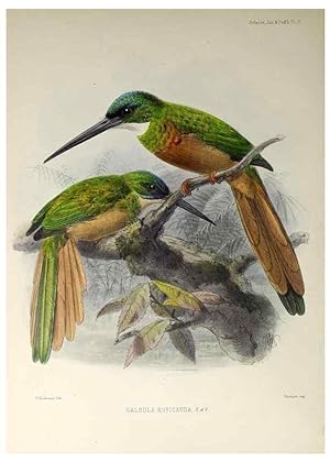 Seller image for Reproduccin/Reproduction 48706473253: A monograph of the jacamars and puff-birds, or families Galbulid and Bucconid. London,Published for the author by R.H. Porter [etc.,1882]. for sale by EL BOLETIN