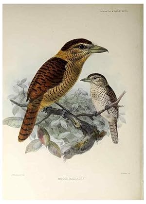 Seller image for Reproduccin/Reproduction 48706485503: A monograph of the jacamars and puff-birds, or families Galbulid and Bucconid. London,Published for the author by R.H. Porter [etc.,1882]. for sale by EL BOLETIN