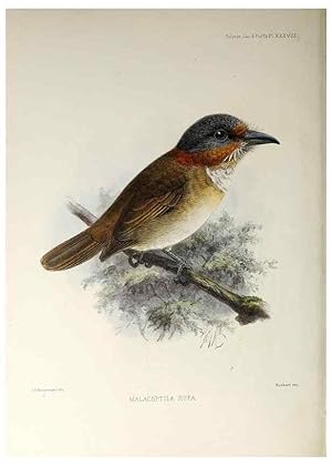 Seller image for Reproduccin/Reproduction 48706486388: A monograph of the jacamars and puff-birds, or families Galbulid and Bucconid. London,Published for the author by R.H. Porter [etc.,1882]. for sale by EL BOLETIN