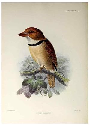 Seller image for Reproduccin/Reproduction 48706812286: A monograph of the jacamars and puff-birds, or families Galbulid and Bucconid. London,Published for the author by R.H. Porter [etc.,1882]. for sale by EL BOLETIN