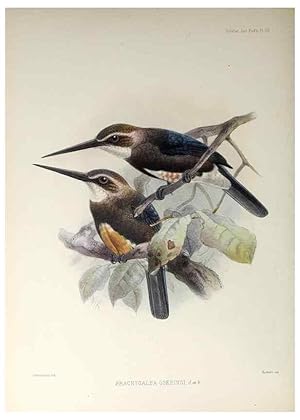 Seller image for Reproduccin/Reproduction 48706976727: A monograph of the jacamars and puff-birds, or families Galbulid and Bucconid. London,Published for the author by R.H. Porter [etc.,1882]. for sale by EL BOLETIN