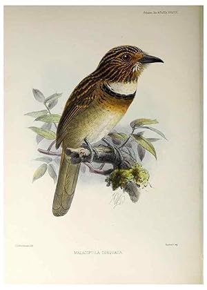 Seller image for Reproduccin/Reproduction 48706987307: A monograph of the jacamars and puff-birds, or families Galbulid and Bucconid. London,Published for the author by R.H. Porter [etc.,1882]. for sale by EL BOLETIN