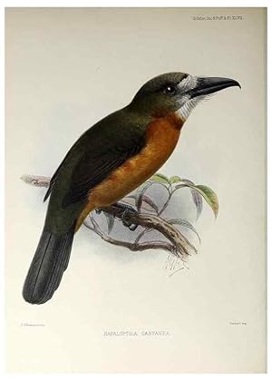 Seller image for Reproduccin/Reproduction 48706489818: A monograph of the jacamars and puff-birds, or families Galbulid and Bucconid. London,Published for the author by R.H. Porter [etc.,1882]. for sale by EL BOLETIN