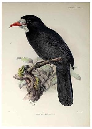 Seller image for Reproduccin/Reproduction 48706491778: A monograph of the jacamars and puff-birds, or families Galbulid and Bucconid. London,Published for the author by R.H. Porter [etc.,1882]. for sale by EL BOLETIN