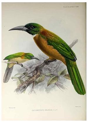 Seller image for Reproduccin/Reproduction 48706811996: A monograph of the jacamars and puff-birds, or families Galbulid and Bucconid. London,Published for the author by R.H. Porter [etc.,1882]. for sale by EL BOLETIN
