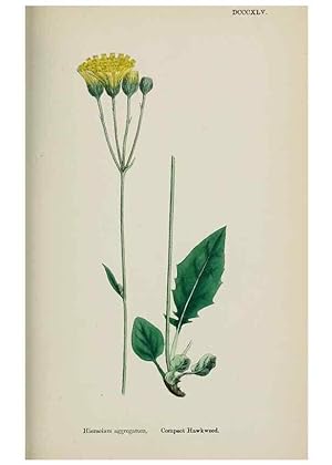 Bild des Verkufers fr Reproduccin/Reproduction 48717795186: English botany, or, Coloured figures of British plants /. London :R. Hardwicke,1863-1886. zum Verkauf von EL BOLETIN