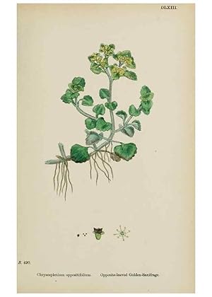 Imagen del vendedor de Reproduccin/Reproduction 48717066303: English botany, or, Coloured figures of British plants /. London :R. Hardwicke,1863-1886. a la venta por EL BOLETIN