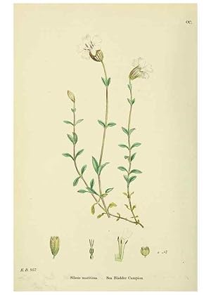 Imagen del vendedor de Reproduccin/Reproduction 48754887303: English botany, or, Coloured figures of British plants /. London :R. Hardwicke,1863-1886. a la venta por EL BOLETIN