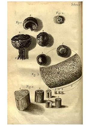 Imagen del vendedor de Reproduccin/Reproduction 48536394367: Micrographia, or, Some physiological descriptions of minute bodies made by magnifying glasses :. London :Printed by Jo. Martyn and Ja. Allestry, printers to the Royal Society . ,1665. a la venta por EL BOLETIN