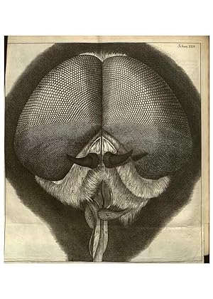 Immagine del venditore per Reproduccin/Reproduction 48536255316: Micrographia, or, Some physiological descriptions of minute bodies made by magnifying glasses :. London :Printed by Jo. Martyn and Ja. Allestry, printers to the Royal Society . ,1665. venduto da EL BOLETIN