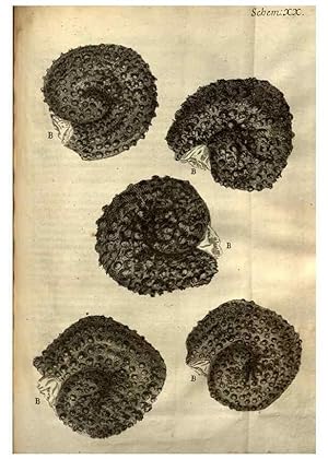 Imagen del vendedor de Reproduccin/Reproduction 48536253331: Micrographia, or, Some physiological descriptions of minute bodies made by magnifying glasses :. London :Printed by Jo. Martyn and Ja. Allestry, printers to the Royal Society . ,1665. a la venta por EL BOLETIN