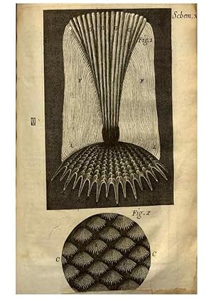 Immagine del venditore per Reproduccin/Reproduction 48536401137: Micrographia, or, Some physiological descriptions of minute bodies made by magnifying glasses :. London :Printed by Jo. Martyn and Ja. Allestry, printers to the Royal Society . ,1665. venduto da EL BOLETIN