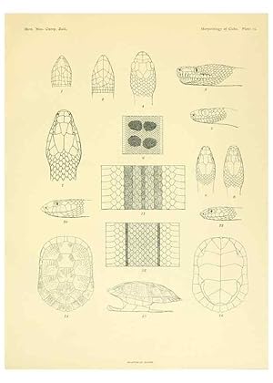 Seller image for Reproduccin/Reproduction 48575086251: The herpetology of Cuba /. Cambridge :Printed for the Museum,1919. for sale by EL BOLETIN