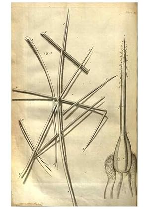 Seller image for Reproduccin/Reproduction 48536254031: Micrographia, or, Some physiological descriptions of minute bodies made by magnifying glasses :. London :Printed by Jo. Martyn and Ja. Allestry, printers to the Royal Society . ,1665. for sale by EL BOLETIN