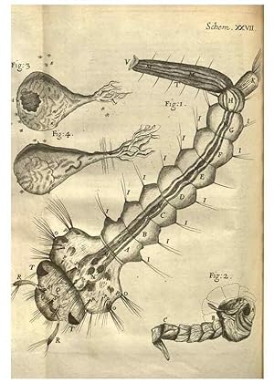 Immagine del venditore per Reproduccin/Reproduction 48536256416: Micrographia, or, Some physiological descriptions of minute bodies made by magnifying glasses :. London :Printed by Jo. Martyn and Ja. Allestry, printers to the Royal Society . ,1665. venduto da EL BOLETIN