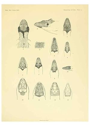 Seller image for Reproduccin/Reproduction 48575085751: The herpetology of Cuba /. Cambridge :Printed for the Museum,1919. for sale by EL BOLETIN