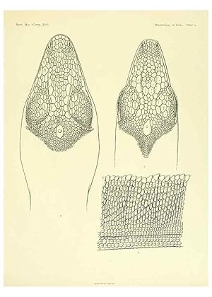 Seller image for Reproduccin/Reproduction 48575083381: The herpetology of Cuba /. Cambridge :Printed for the Museum,1919. for sale by EL BOLETIN