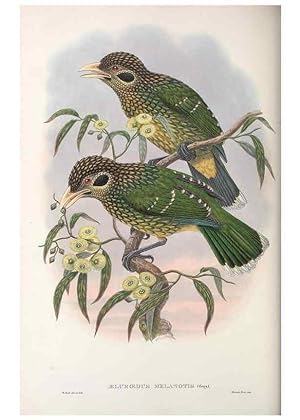 Seller image for Reproduccin/Reproduction 48367413832: Monograph of the Paradiseidae, or birds of paradise and Ptilonorhynchidae, or bower-birds. London :H. Sotheran & Co.,1891-98. for sale by EL BOLETIN