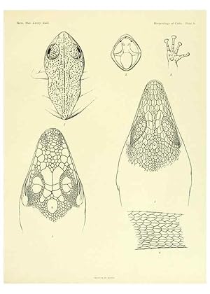 Seller image for Reproduccin/Reproduction 48575233802: The herpetology of Cuba /. Cambridge :Printed for the Museum,1919. for sale by EL BOLETIN