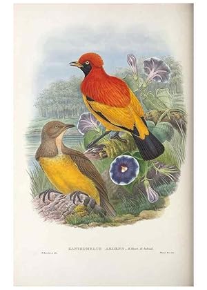 Seller image for Reproduccin/Reproduction 48367410522: Monograph of the Paradiseidae, or birds of paradise and Ptilonorhynchidae, or bower-birds. London :H. Sotheran & Co.,1891-98. for sale by EL BOLETIN