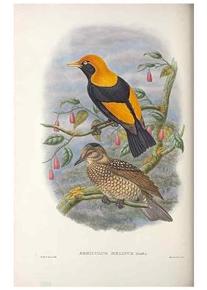 Seller image for Reproduccin/Reproduction 48367274626: Monograph of the Paradiseidae, or birds of paradise and Ptilonorhynchidae, or bower-birds. London :H. Sotheran & Co.,1891-98. for sale by EL BOLETIN