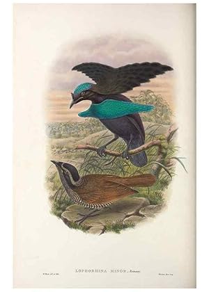 Seller image for Reproduccin/Reproduction 48367404917: Monograph of the Paradiseidae, or birds of paradise and Ptilonorhynchidae, or bower-birds. London :H. Sotheran & Co.,1891-98. for sale by EL BOLETIN