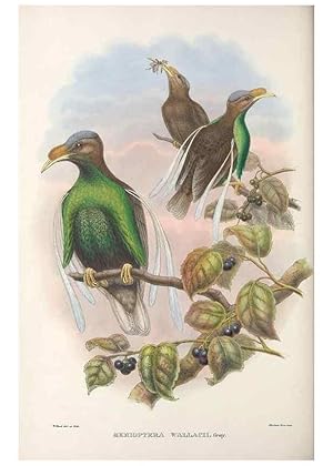 Seller image for Reproduccin/Reproduction 48367223126: Monograph of the Paradiseidae, or birds of paradise and Ptilonorhynchidae, or bower-birds. London :H. Sotheran & Co.,1891-98. for sale by EL BOLETIN