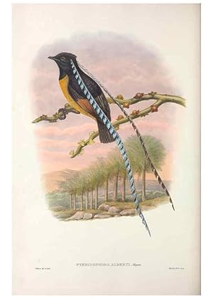 Seller image for Reproduccin/Reproduction 48367359062: Monograph of the Paradiseidae, or birds of paradise and Ptilonorhynchidae, or bower-birds. London :H. Sotheran & Co.,1891-98. for sale by EL BOLETIN