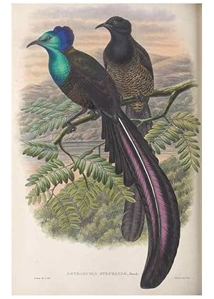 Seller image for Reproduccin/Reproduction 48367349107: Monograph of the Paradiseidae, or birds of paradise and Ptilonorhynchidae, or bower-birds. London :H. Sotheran & Co.,1891-98. for sale by EL BOLETIN