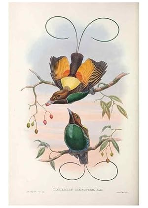 Seller image for Reproduccin/Reproduction 48367357212: Monograph of the Paradiseidae, or birds of paradise and Ptilonorhynchidae, or bower-birds. London :H. Sotheran & Co.,1891-98. for sale by EL BOLETIN