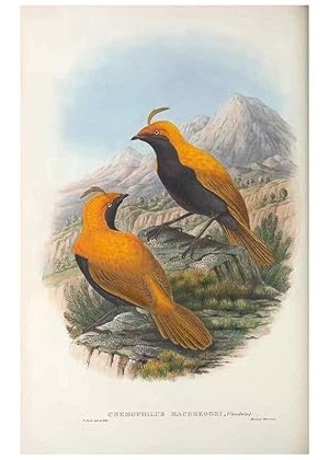 Seller image for Reproduccin/Reproduction 48367272266: Monograph of the Paradiseidae, or birds of paradise and Ptilonorhynchidae, or bower-birds. London :H. Sotheran & Co.,1891-98. for sale by EL BOLETIN