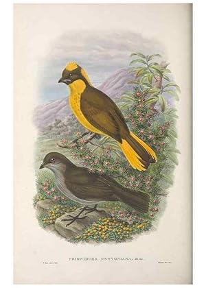 Seller image for Reproduccin/Reproduction 48367272771: Monograph of the Paradiseidae, or birds of paradise and Ptilonorhynchidae, or bower-birds. London :H. Sotheran & Co.,1891-98. for sale by EL BOLETIN