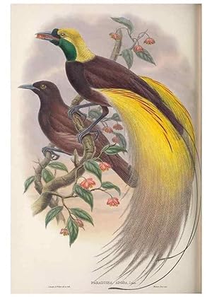Seller image for Reproduccin/Reproduction 48367349582: Monograph of the Paradiseidae, or birds of paradise and Ptilonorhynchidae, or bower-birds. London :H. Sotheran & Co.,1891-98. for sale by EL BOLETIN